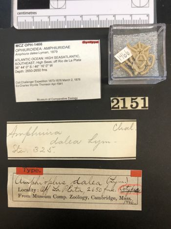 Media type: image; Invertebrate Zoology OPH-1466   Description: Specimens with labels;